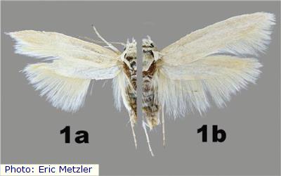 Landry’s Flower Moth