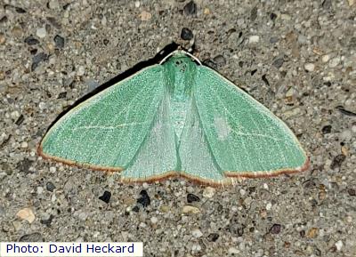 Rindge’s Emerald Moth