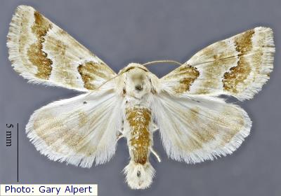 Pogue’s Flower Moth