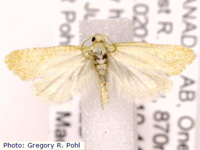 White Sands Yinyang Moth