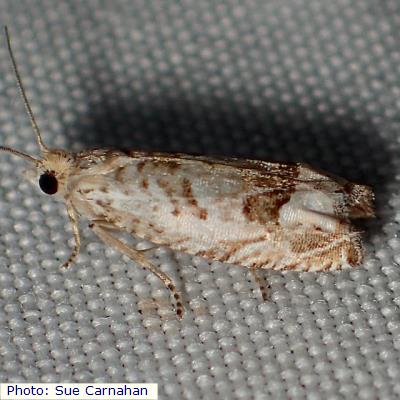 Blanchard’s Pelochrista Moth