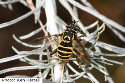 Crandall’s Hornet Fly