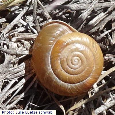 Jemez Woodlandsnail